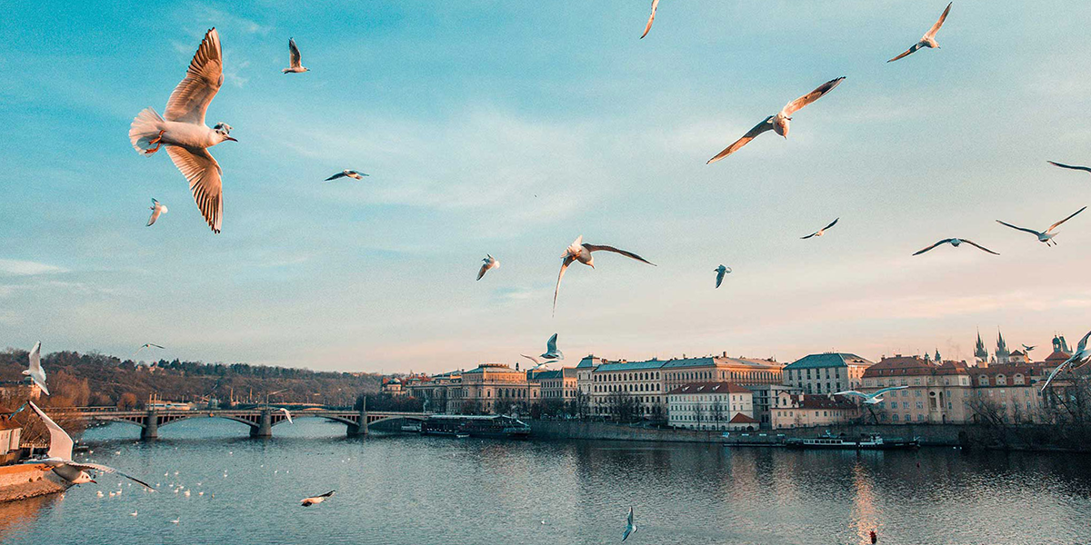 Flock of birds flying over a river city at sunset